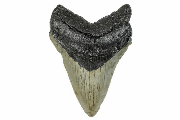 Serrated, Fossil Megalodon Tooth - North Carolina #272857